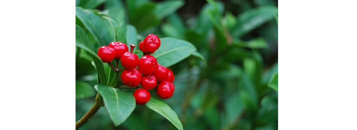 12 Plants of Christmas – Cranberry