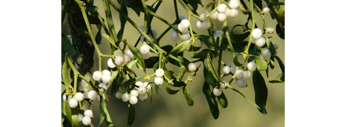 12 Plants of Christmas – Mistletoe