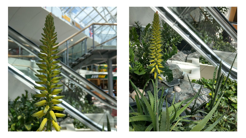 Aloe Vera – A plant full of surprises