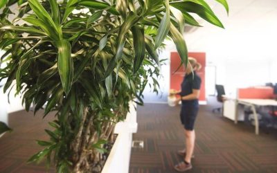 Tropical Plant Maintainer role