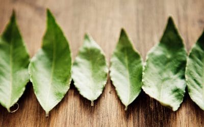 In Praise of The Bay Leaf