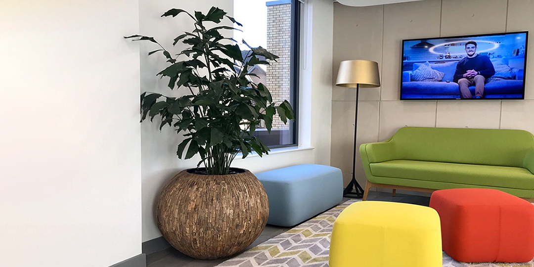 Large floor standing plant display in soft seating area.